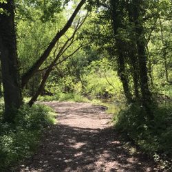 Woodlands